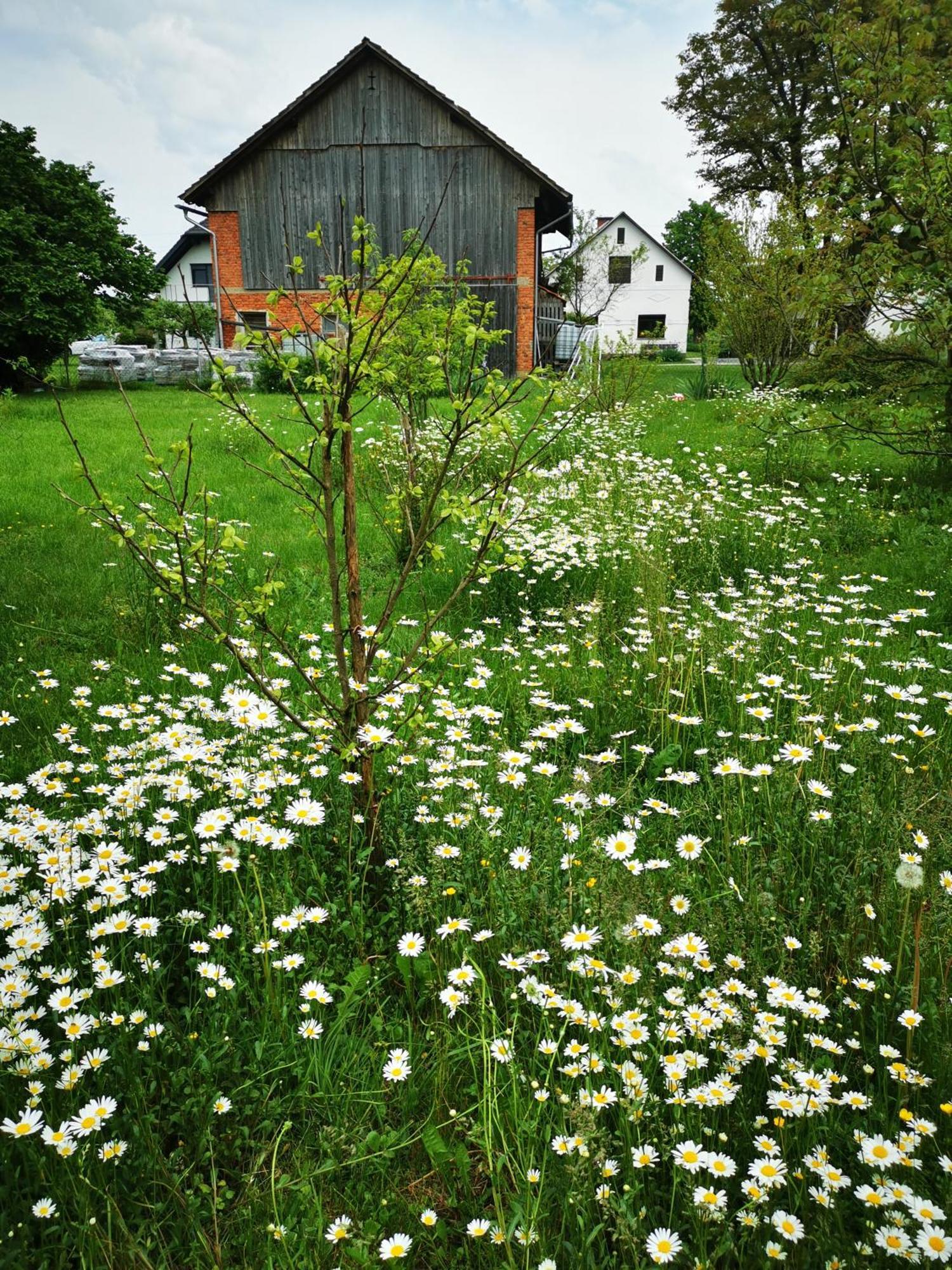 Merikotka - A Cozy Wooden Cottage, Slovenia Braslovce Екстер'єр фото